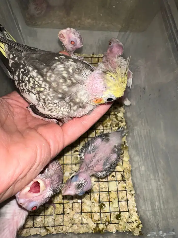 فروخ كروان متنوعه ومميزه(جملة) 2