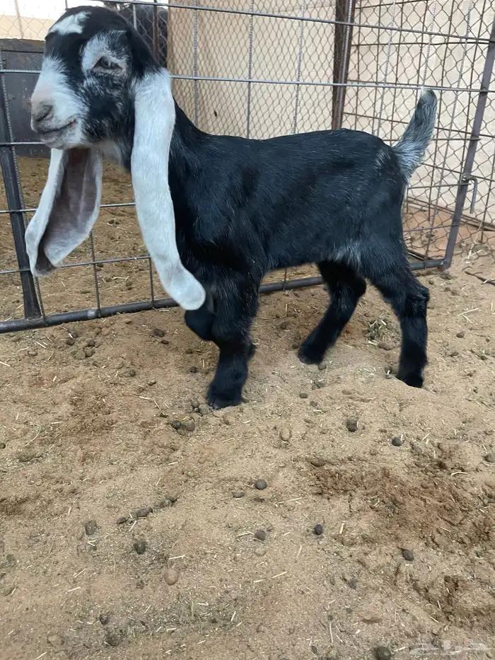 عرض بيع معزاء عوارض مواليد صنف وجررروم 1