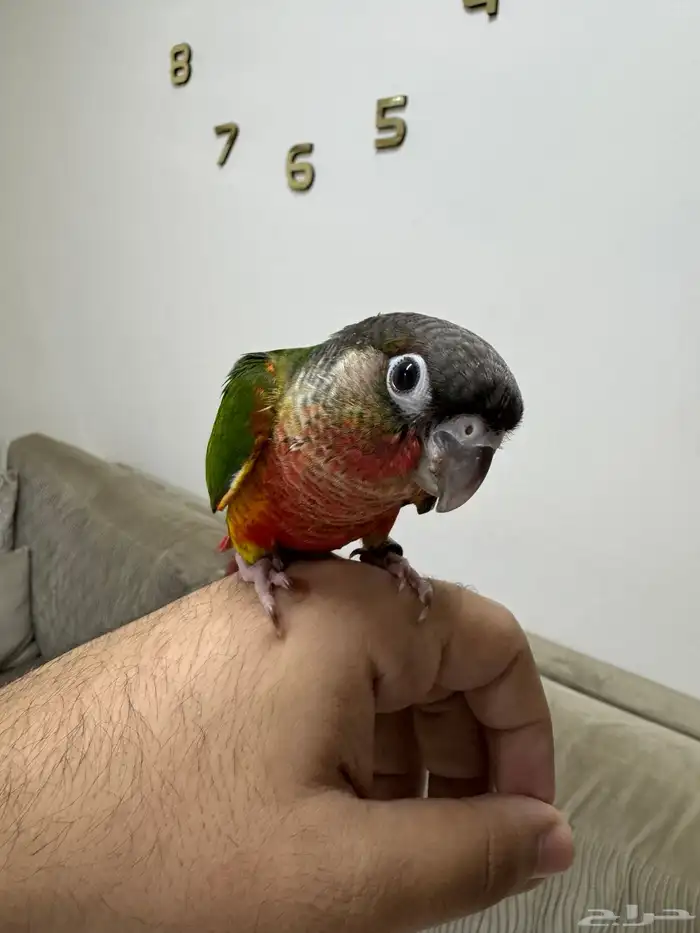 كنيور دبل رد فاكتور ( تم البيع خارج الموقع ) 0