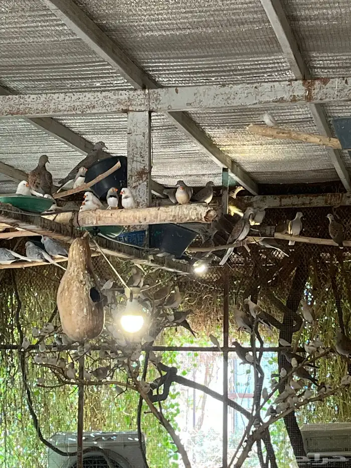 قميري محميه 2