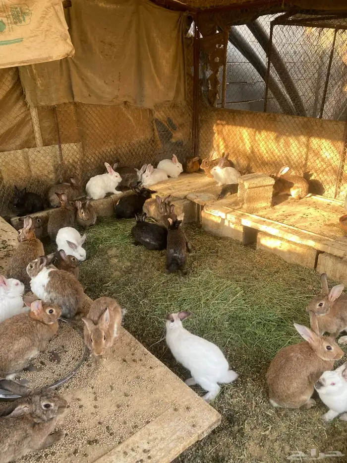 ارانب بلدي للبيع 2