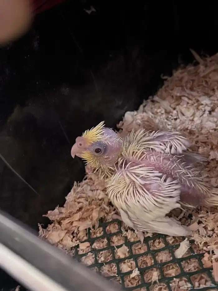 فرخ كروان للتبني 0