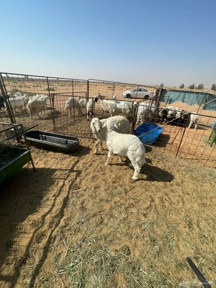 حريه ثنيه معه خروف عمره شهرين ونص 4