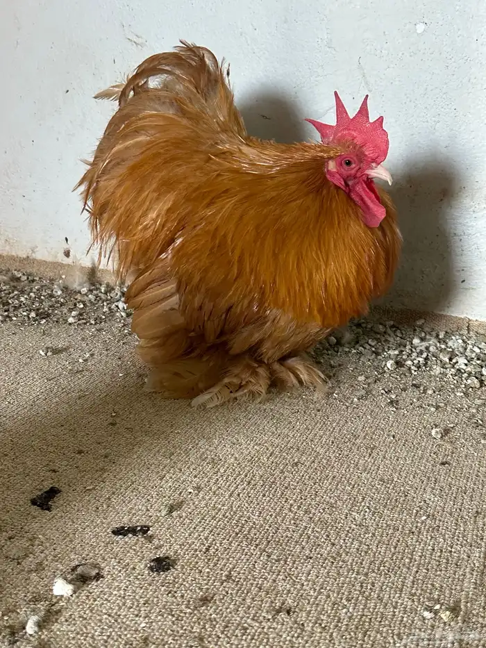 دجاج قولد كوشن فواخر 3