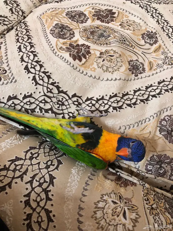 ببغاء لوري اليف 4