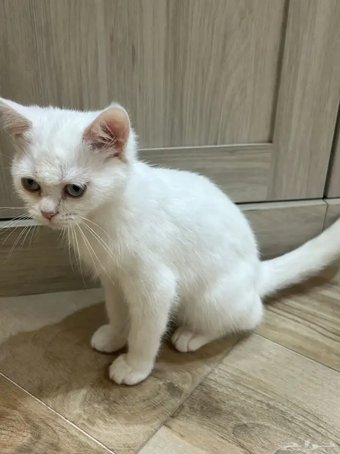 قط للبيع للجادين واتساب فقط 3