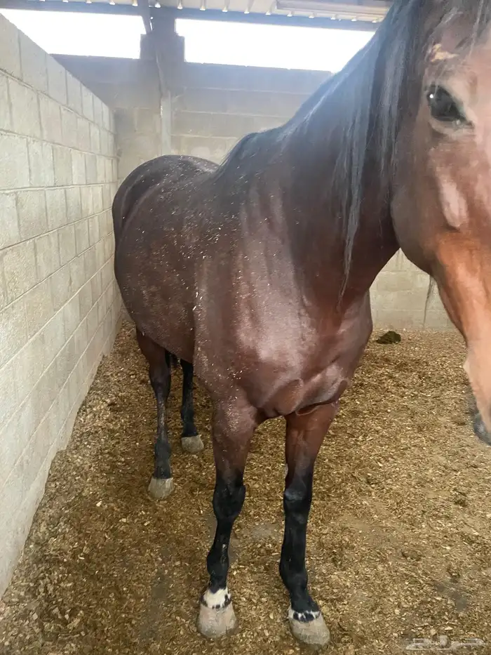 فرس شقراء انجليزي بجوازها للبيع 4