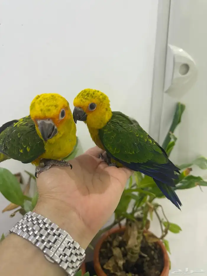 فروخ صن كنيور بعمر 40 يوم فقط بي 700 ريال شامل حضانه 3