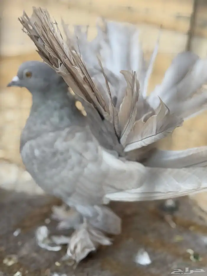 حمام نوادر 2