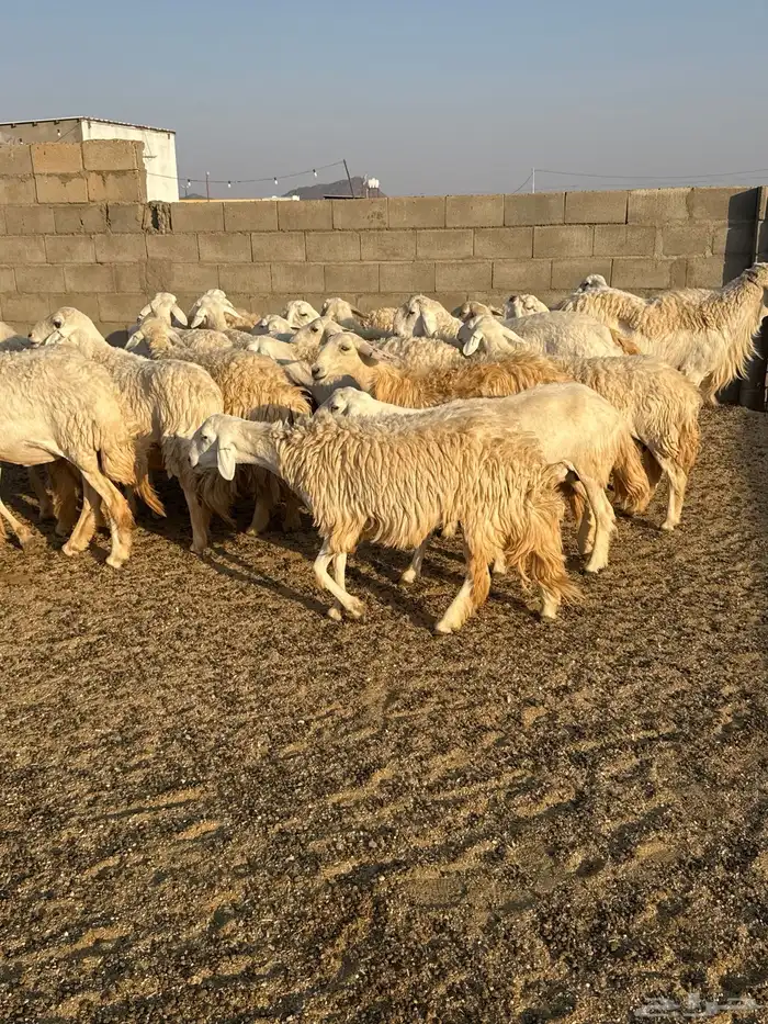 حريات حرش فاخره 18