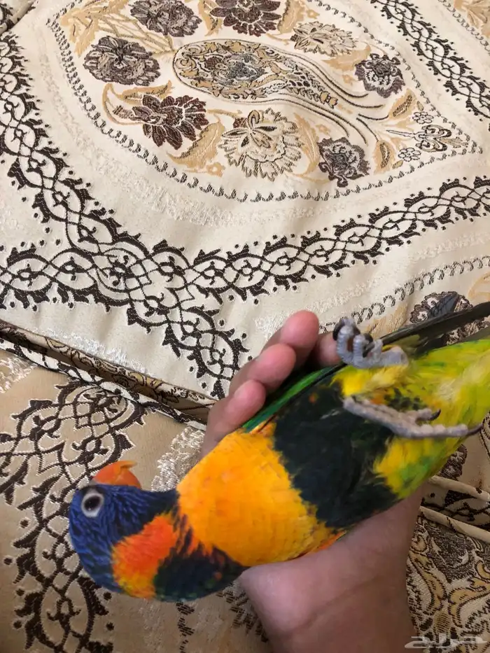 ببغاء لوري اليف 3