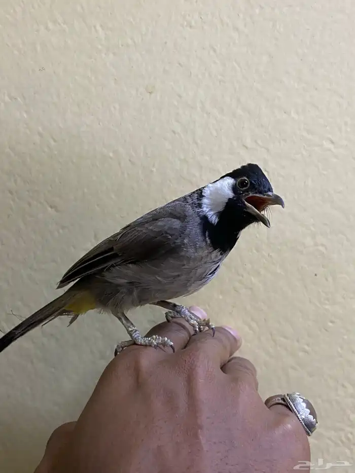 للبيع  أو البدل بلبول 0