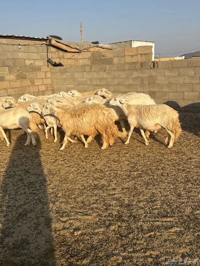 حريات حرش فاخره 24