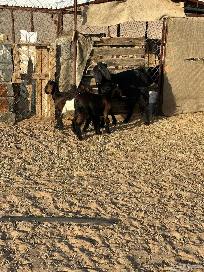 مسوي طري عليها تيس وعناق 3