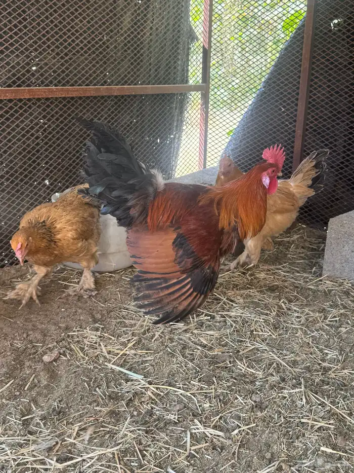 دجاج بلدي 19