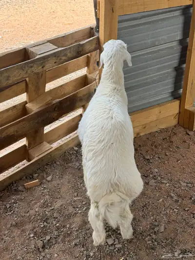 طلي حري هرفي لباني index