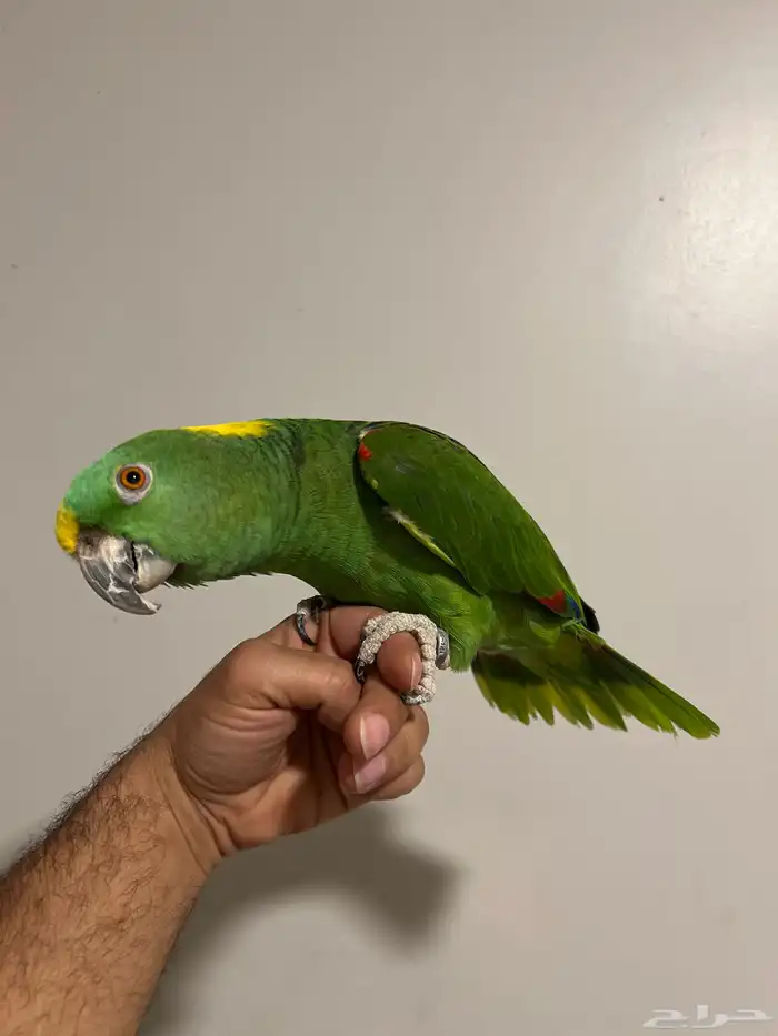 امزون يلوناب الجنس انثى 0