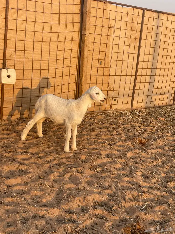 داغور تم البيع الله يبارك له 0