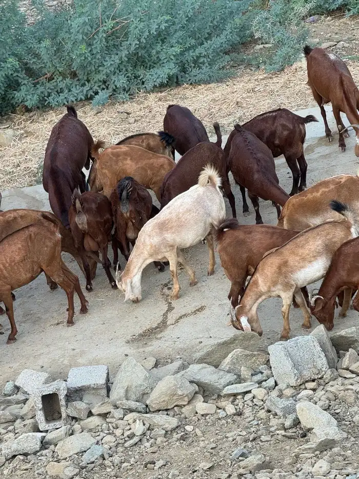 معزا بلدي   أسنان   صحه 0