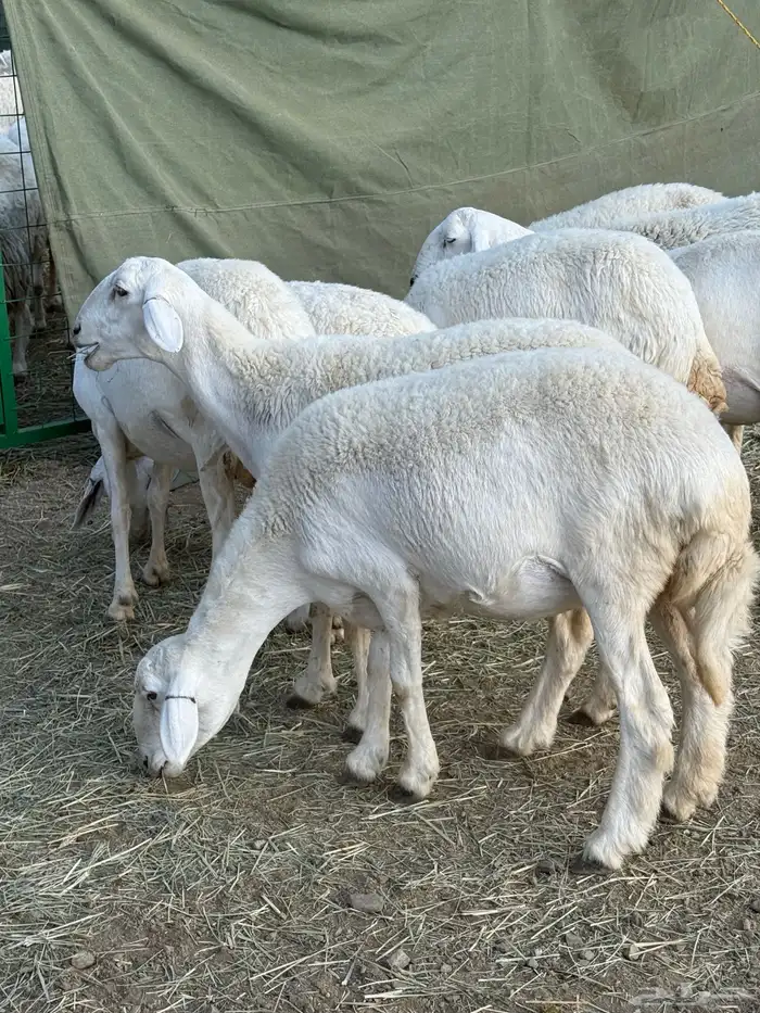 مقاني فاخره دفيع ( ثنية رباع ) 15