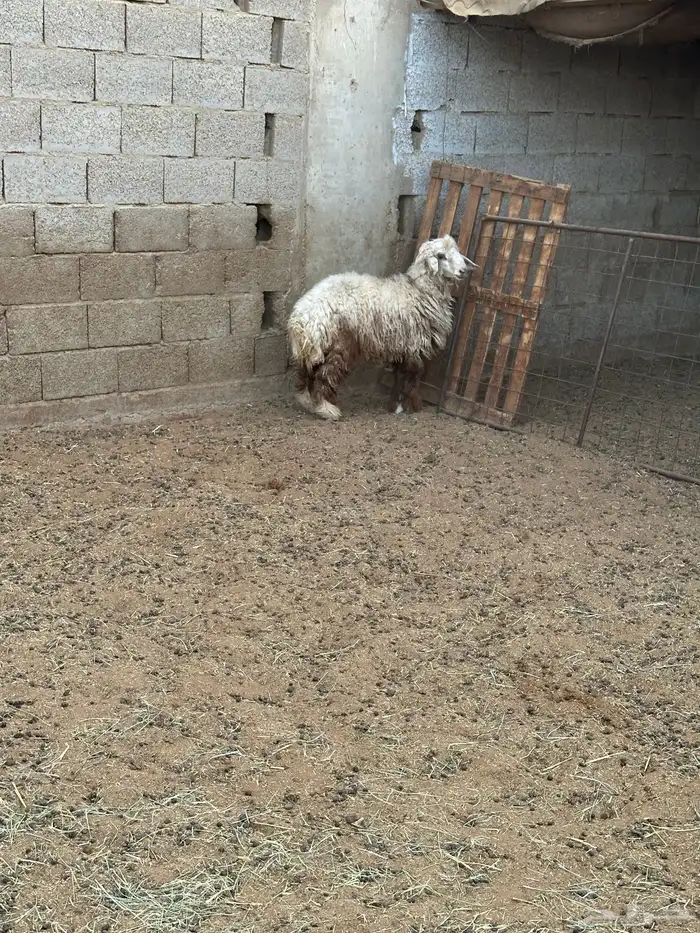 خروف نعيم 0