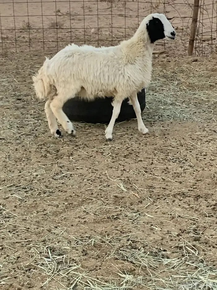 رخل نعيميه 3