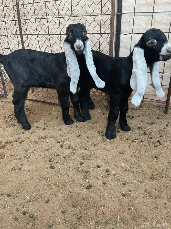 عرض بيع معزاء عوارض مواليد صنف وجررروم 3