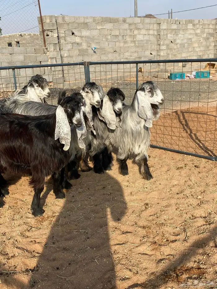 معزا عوارض بفحلها صنف تم البيع تم البيع 21