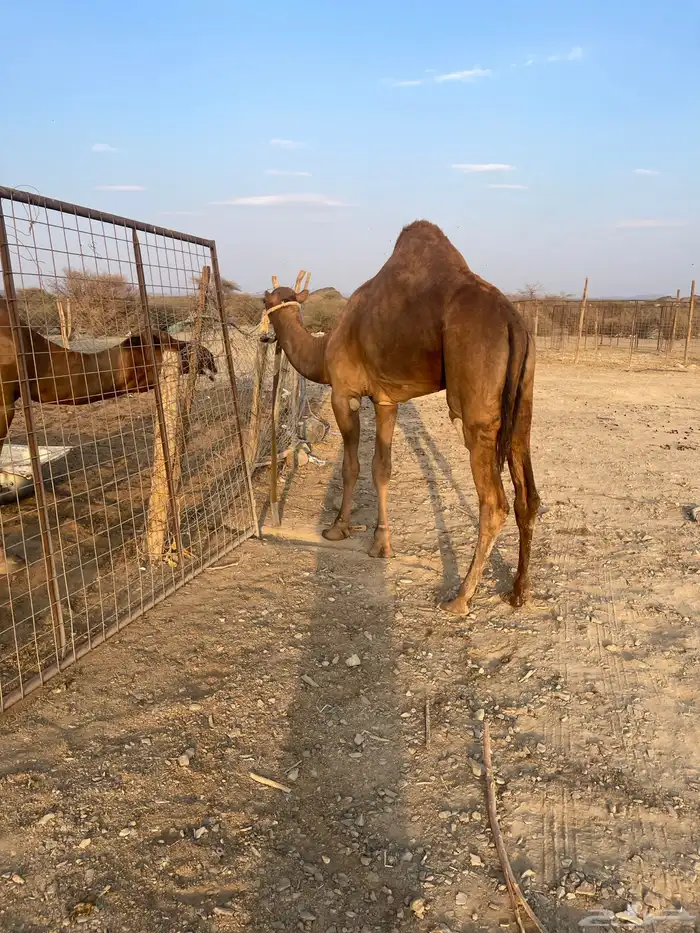 قعود جذع حمر ادهم 6