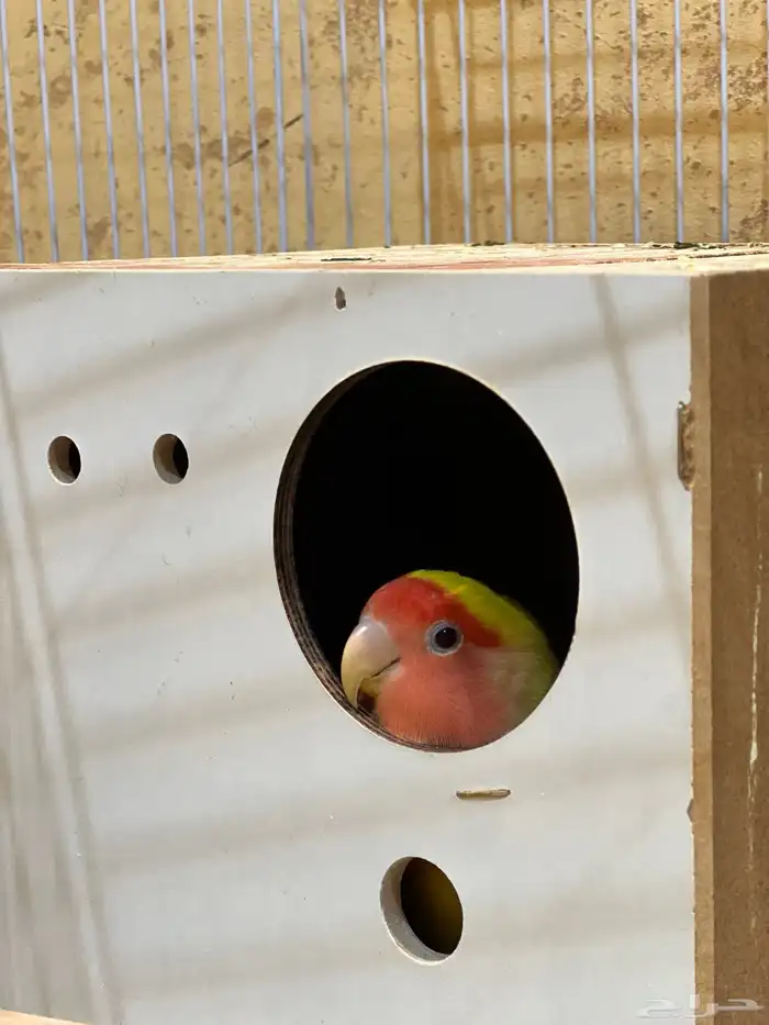 مطلوب ذكر روز 0