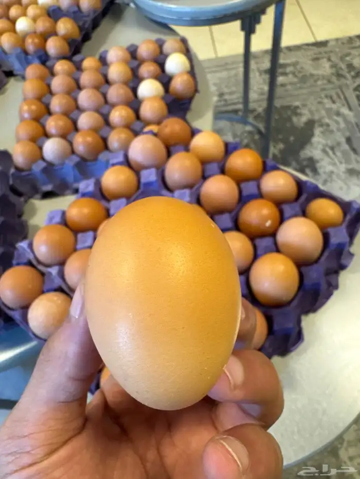 بيض لهمان فرش 3