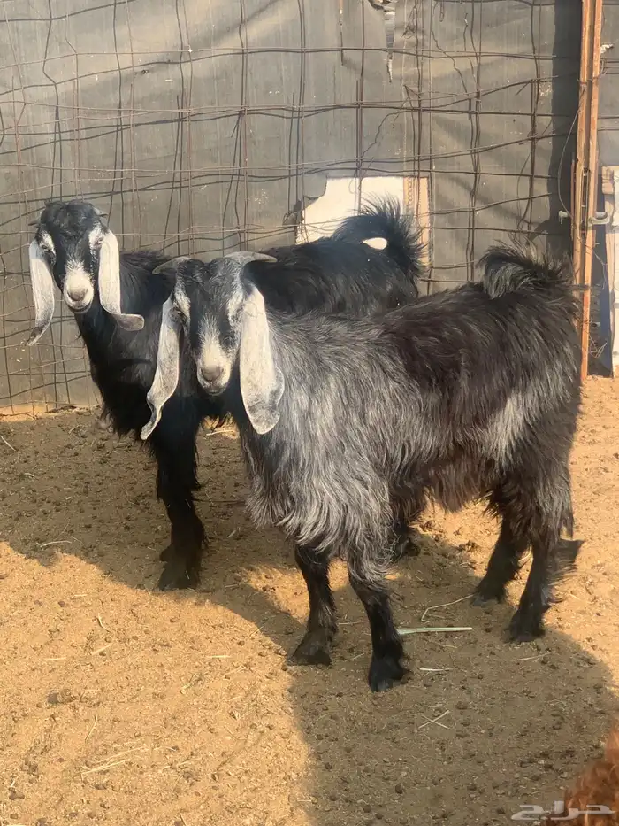 تيوس للبيع 2 وخروف 1الموقع قريب من السوق الجنوبي 2