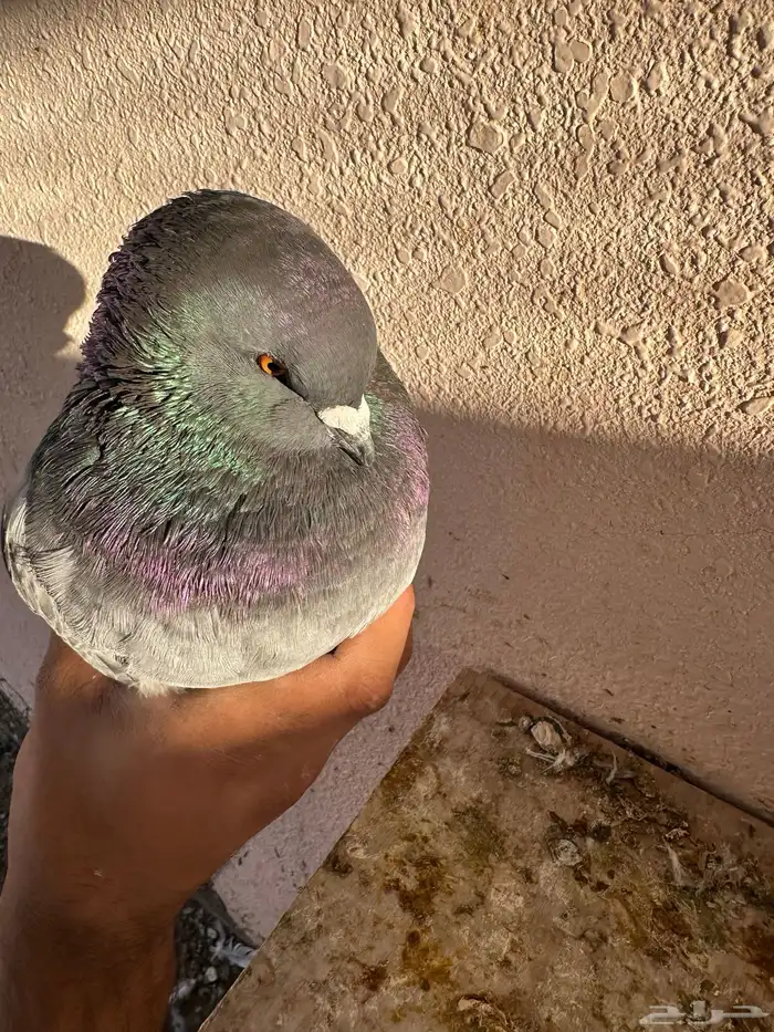 كنقق مودييينا 0