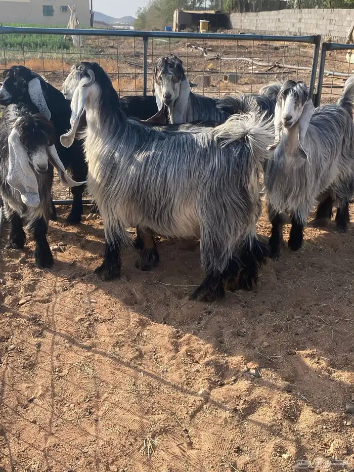 معزا عوارض بفحلها صنف تم البيع تم البيع 26