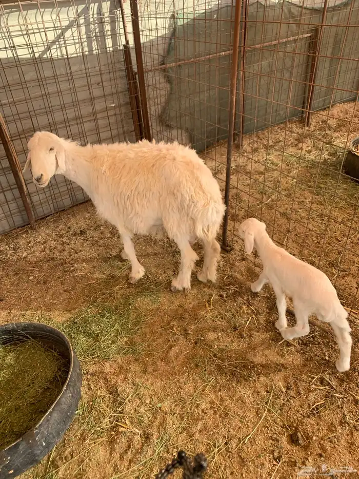 شاه خلفه حريه 2