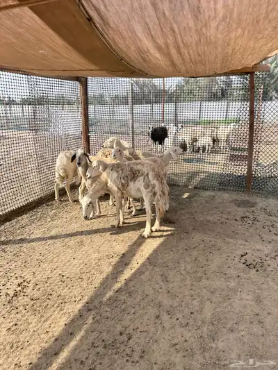 غنم حريات حرش وصنف index