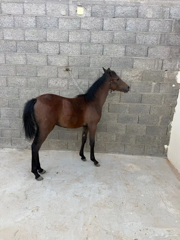 مهر شعبي العمر سبع شهور 1