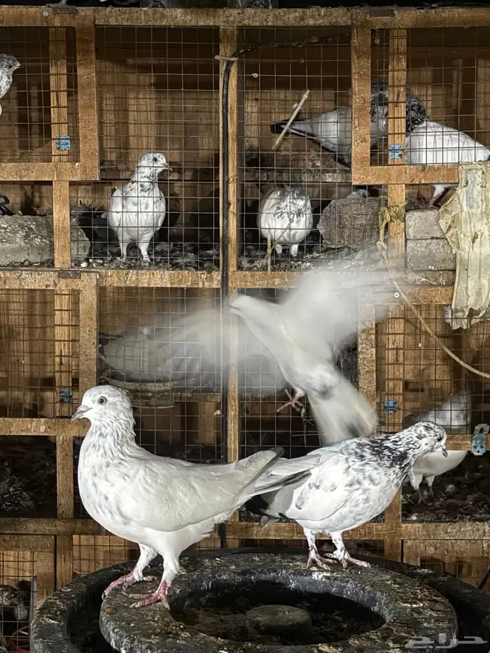 حمام باكستاني 6