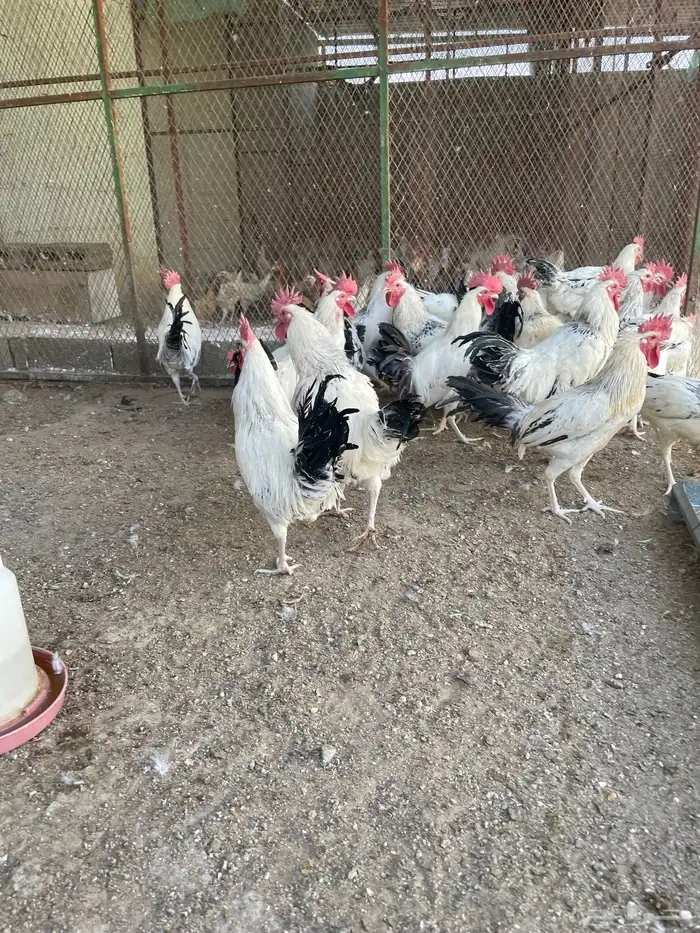 ديوك فرنسي للبيع 0