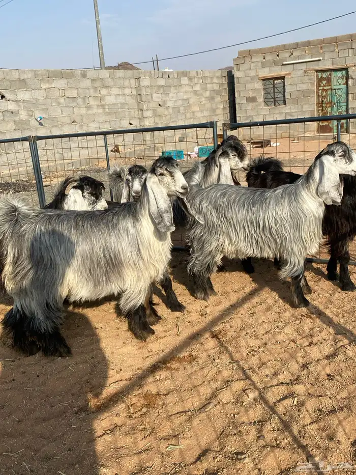 معزا عوارض بفحلها صنف تم البيع تم البيع 17