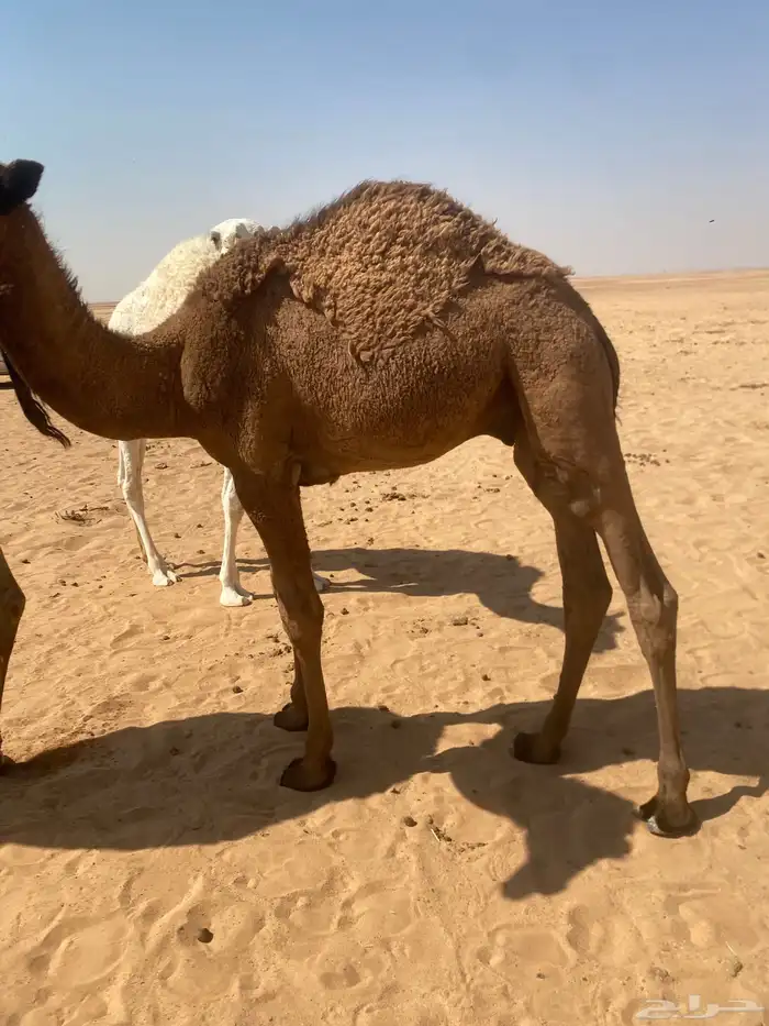 قعود للبيع عمره 8 شهور سليم من جميع العذاريب 0