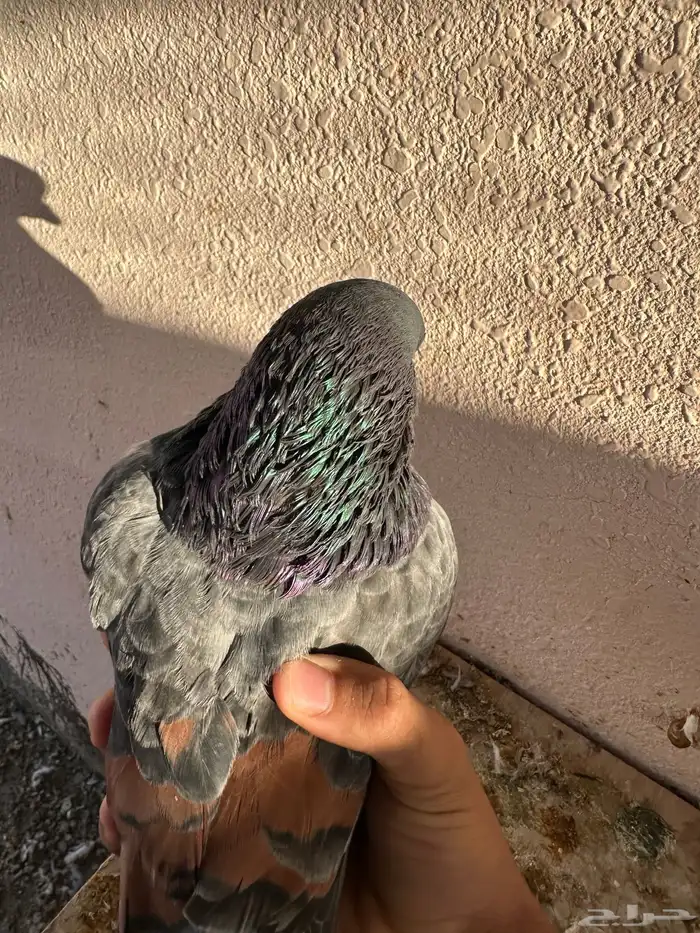 حمام نجران كنق مودينا 6