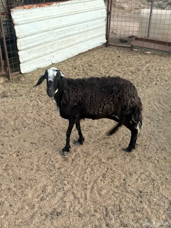 شاه اللبيع 0