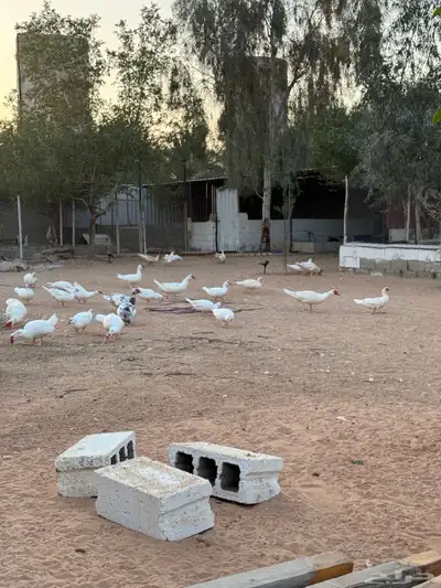 بط مسكوفي لون مميز index