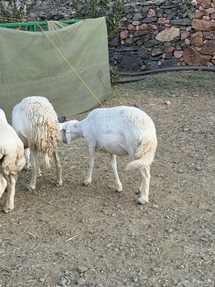 مقاني فاخره دفيع ( ثنية رباع ) 12