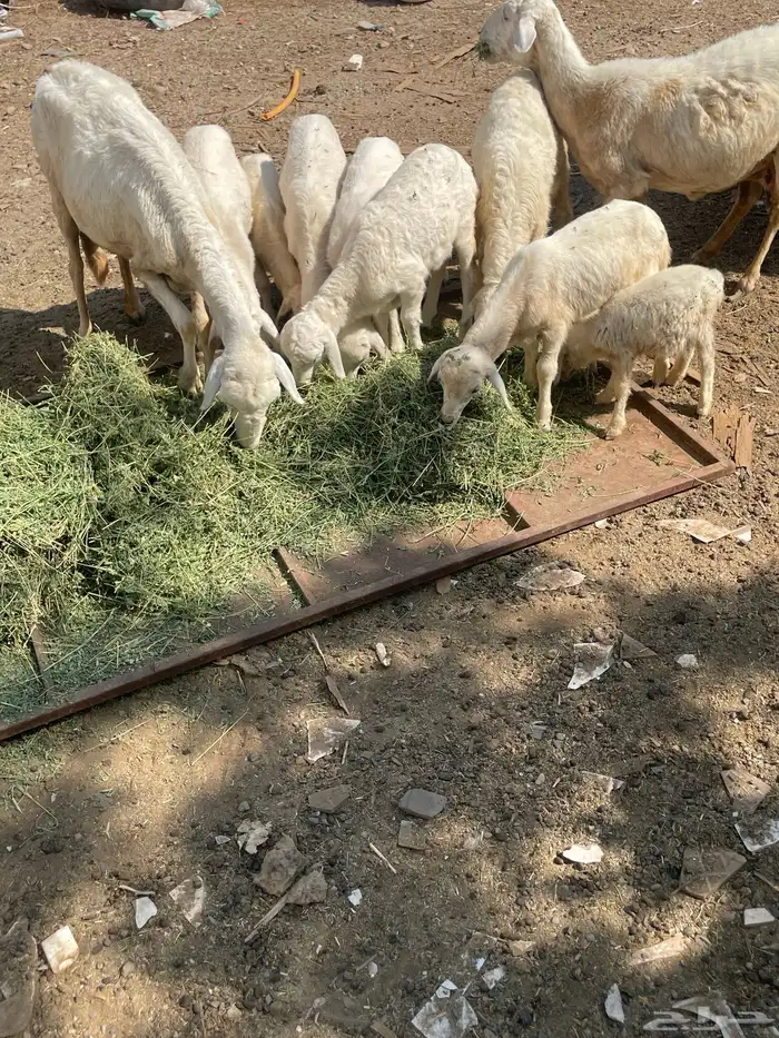 تم تم البيع الضان الصحه شرط العدد 5 كبمراح واحد تم البيع 8