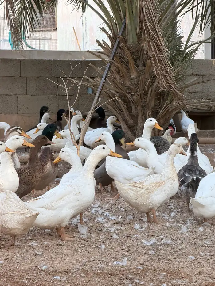 للبيع بط بيكيني مع شرشيري امهات وبشاير وفروخ 8