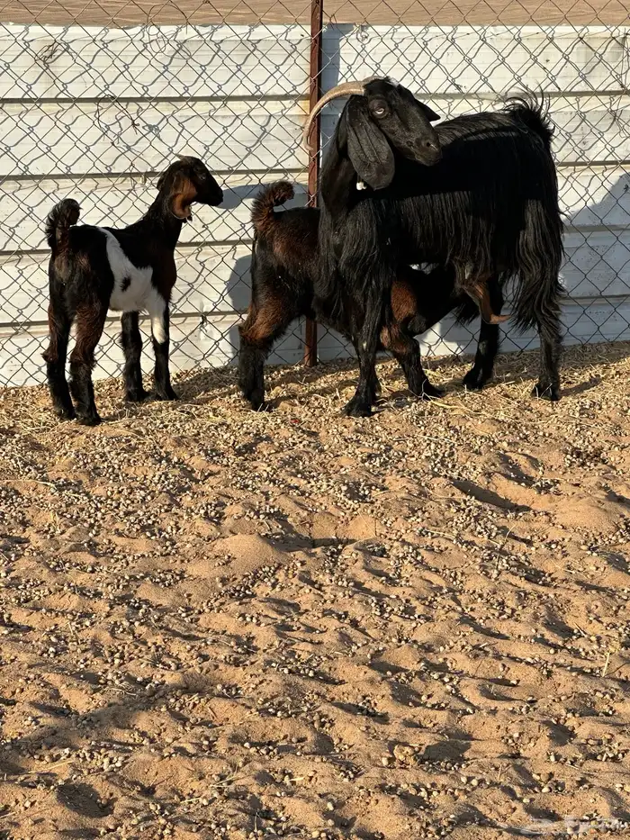 مسوي طري عليها تيس وعناق 2