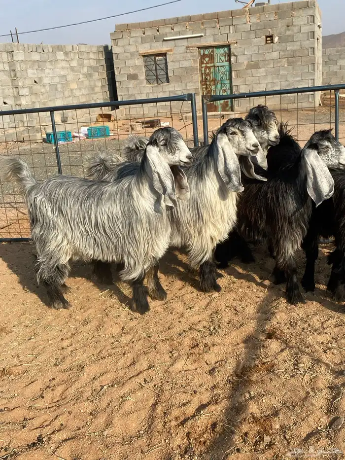 معزا عوارض بفحلها صنف تم البيع تم البيع 4