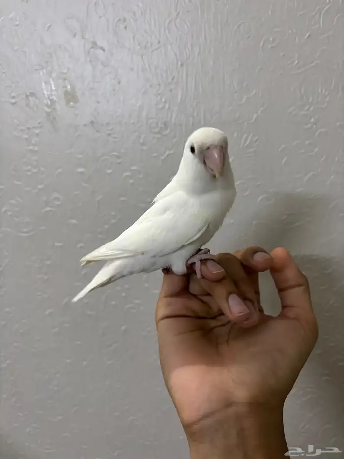 روز البينو اليف 2